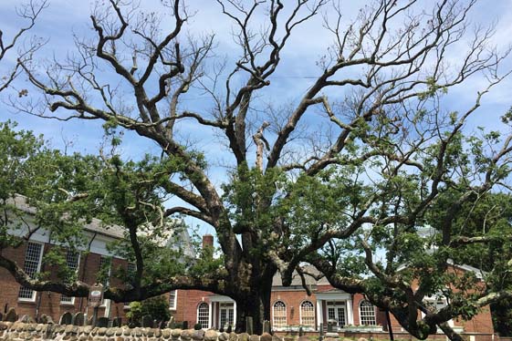 600-year-old oak tree beside the historic Presbyterian Church