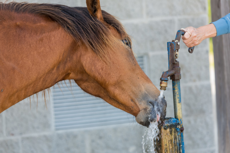 A horse drinking from a (hand) water pump